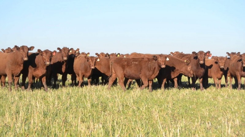 VENDO!! EXCELENTE CAMPO GANADERO