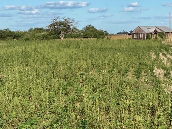 VENDO!! CAMPO MIXTO  317 Ha