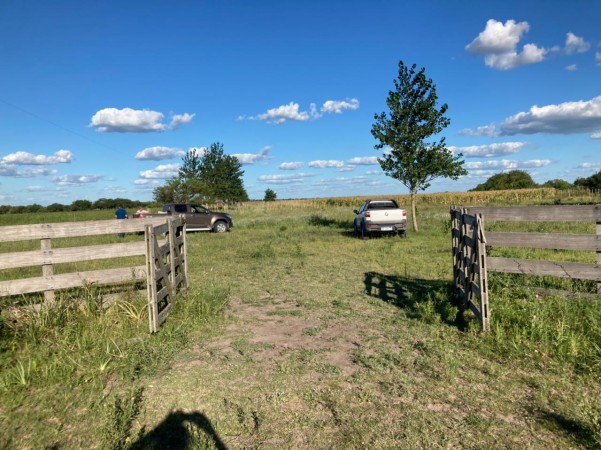 VENDO!! CAMPO MIXTO  317 Ha