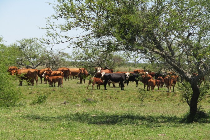 VENDO!! CAMPO GANADERO 400 Ha