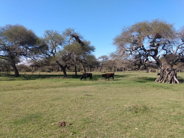 VENDO!! CAMPO GANADERO 150 Ha