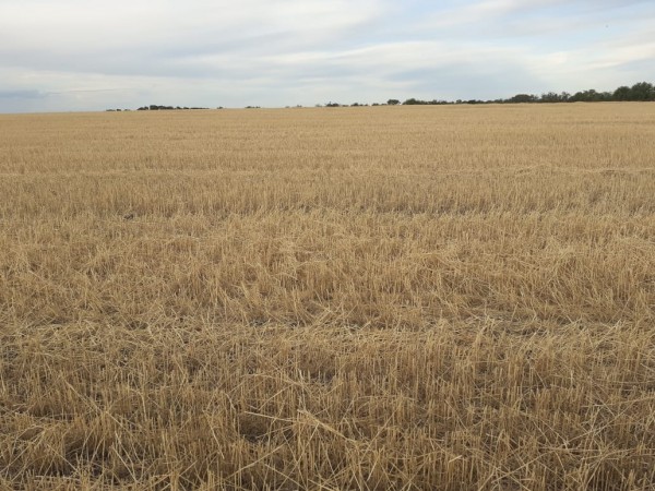 VENDO!! CAMPO MIXTO EN PIEDRAS BLANCAS