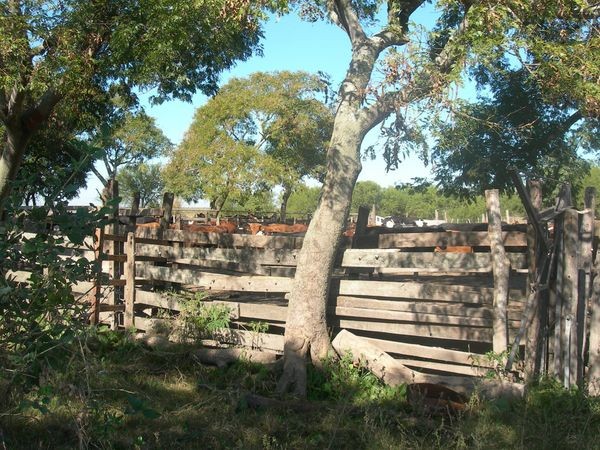 VENDO!! CAMPO GANADO 756 Ha !!! EL ESPINILLAR GRANDE
