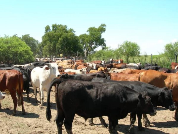 VENDO!! CAMPO GANADO 756 Ha !!! EL ESPINILLAR GRANDE