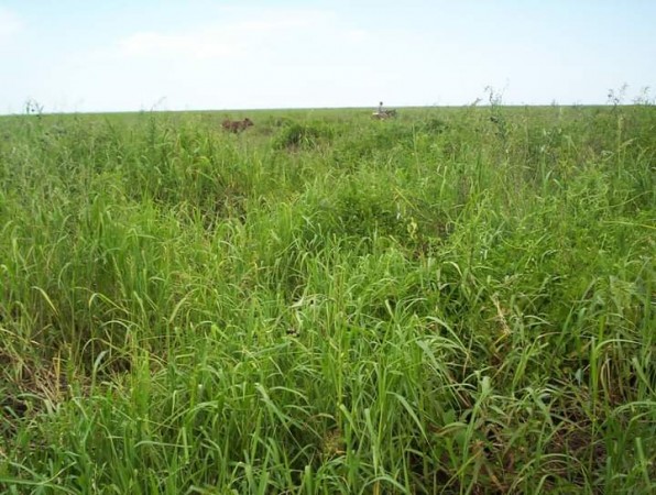 VENDO!! CAMPO GANADO 756 Ha !!! EL ESPINILLAR GRANDE