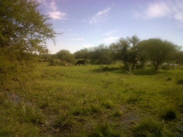 VENDO!! CAMPO GANADERO !!! FEDERACION!!