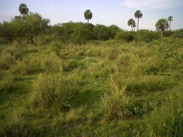 VENDO!! CAMPO GANADERO !! FEDERAL!!