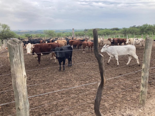 VENDO!! CAMPO GANADERO !! ORO VERDE!!