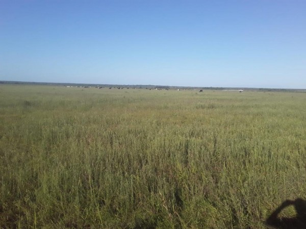 VENDO!! CAMPO AGRÍCOLA EN BOVRIL