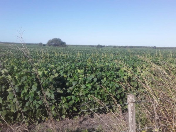 VENDO!! CAMPO AGRÍCOLA EN BOVRIL