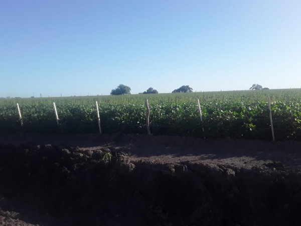 VENDO!! CAMPO AGRÍCOLA EN BOVRIL