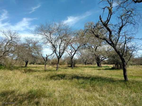 VENDO CAMPO EN LA PAZ!!! MIXTO 333Ha