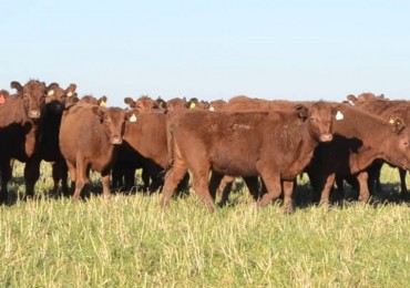 VENDO!! EXCELENTE CAMPO GANADERO