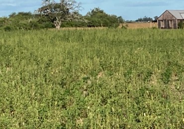 VENDO!! CAMPO MIXTO  317 Ha