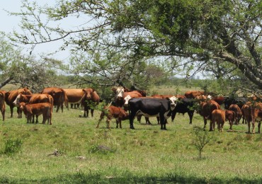 VENDO!! CAMPO GANADERO 400 Ha