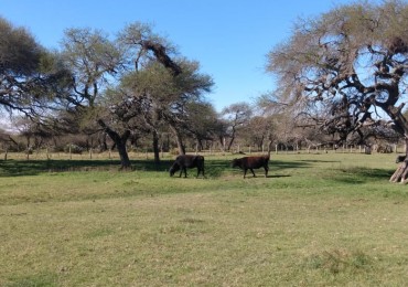 VENDO!! CAMPO GANADERO 150 Ha