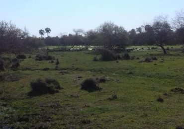 VENDO!! CAMPO GANADERO !! FEDERAL!!