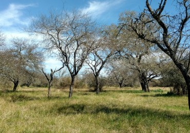 VENDO CAMPO EN LA PAZ!!! MIXTO 333Ha