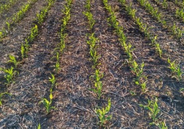 CAMPO AGRICOLA 280ha - LA PAZ